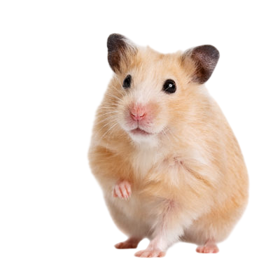 Syrian Hamster